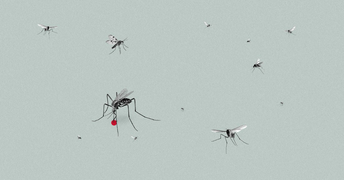 Mosquito repellent blog cover image